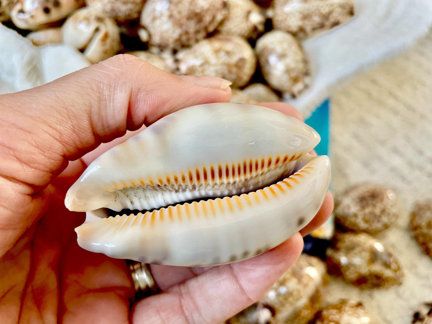 HARLEQUIN COWRIE SHELLS 2-3" Natural Mosaic Pattern Brown Display Seashell Cowry Cypraea histrio westralis