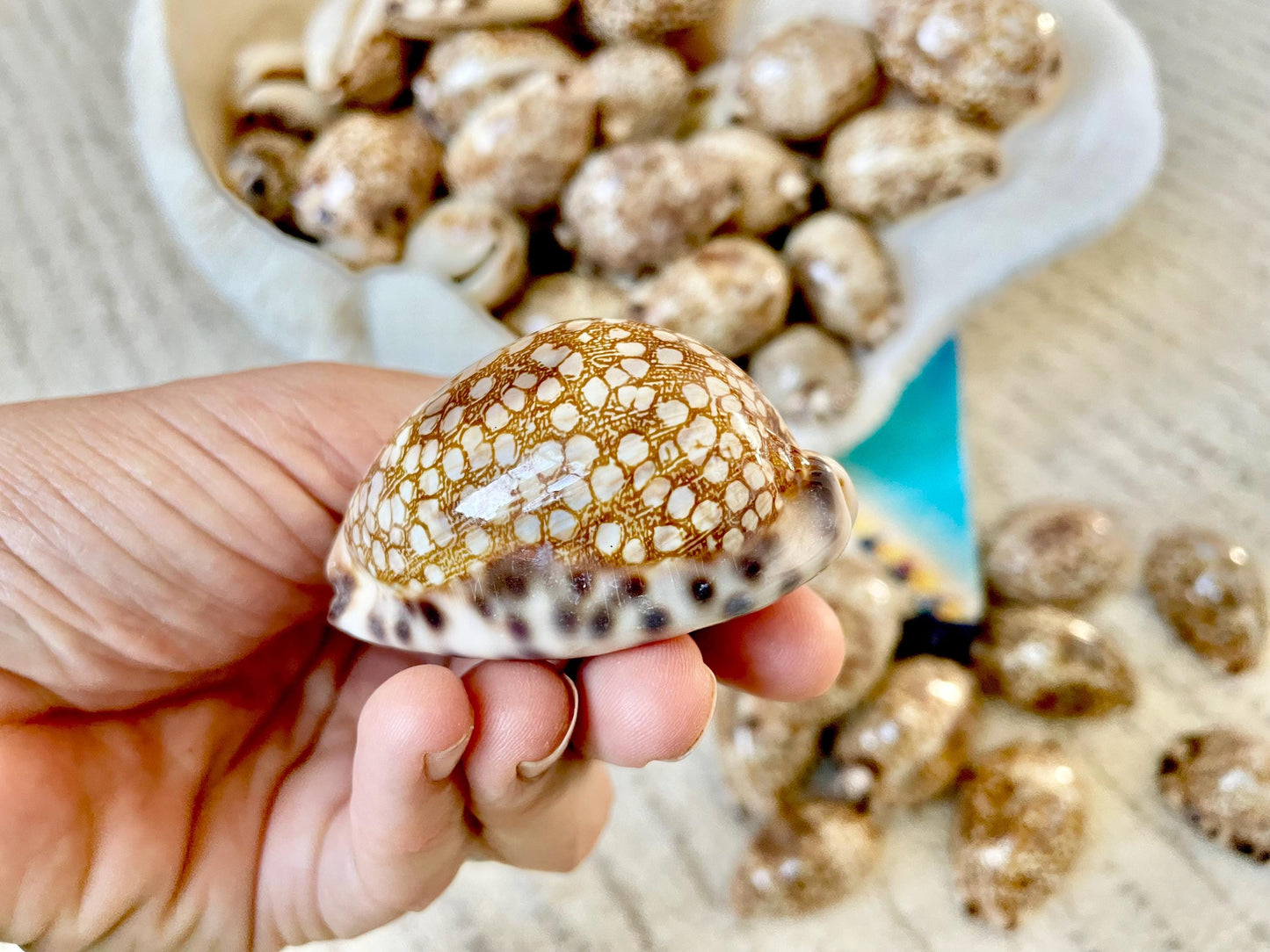 HARLEQUIN COWRIE SHELLS 2-3" Natural Mosaic Pattern Brown Display Seashell Cowry Cypraea histrio westralis