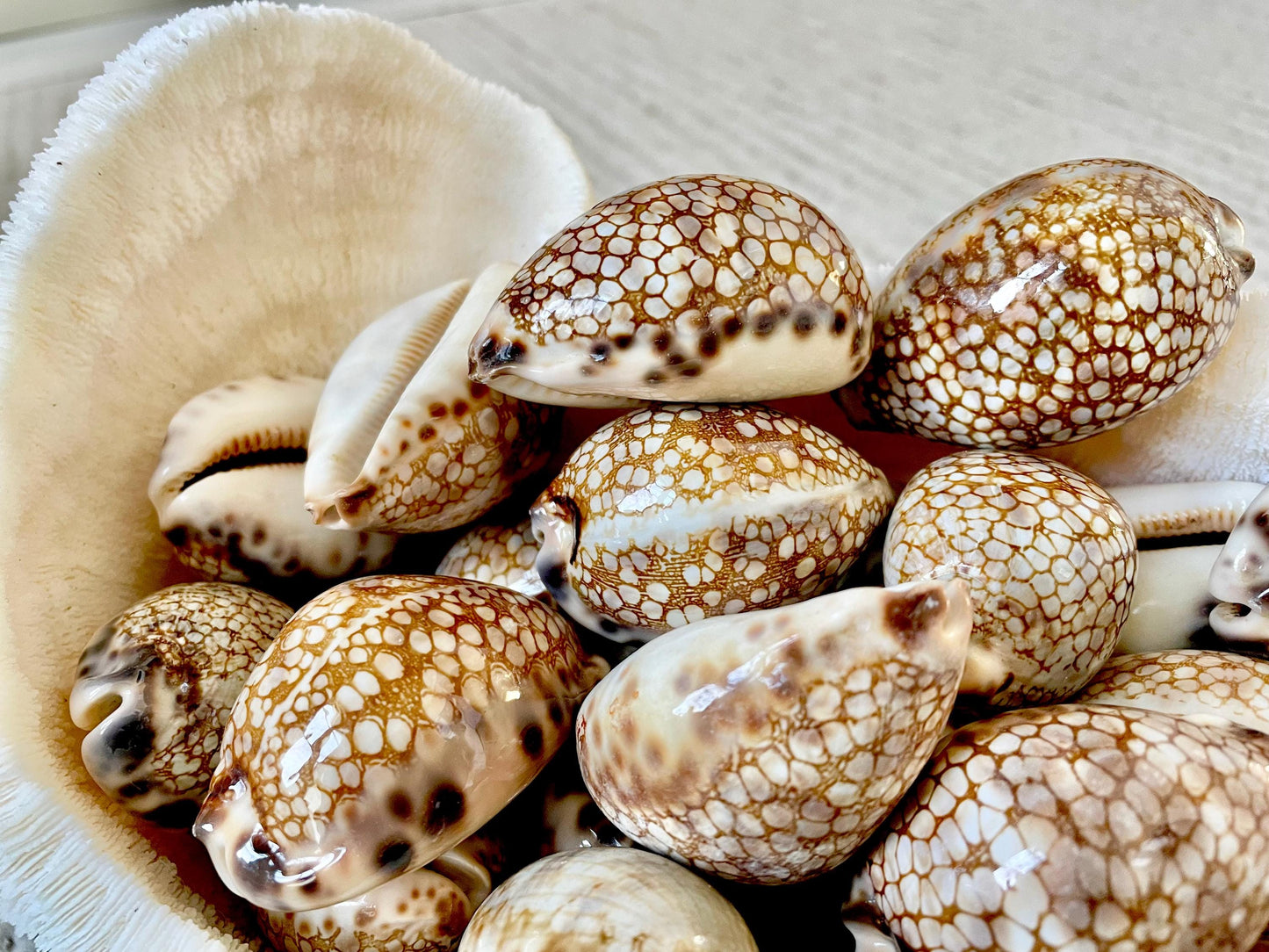 HARLEQUIN COWRIE SHELLS 2-3" Natural Mosaic Pattern Brown Display Seashell Cowry Cypraea histrio westralis