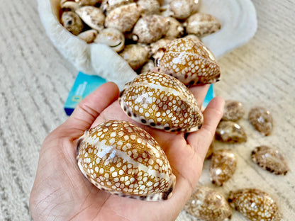 HARLEQUIN COWRIE SHELLS 2-3" Natural Mosaic Pattern Brown Display Seashell Cowry Cypraea histrio westralis