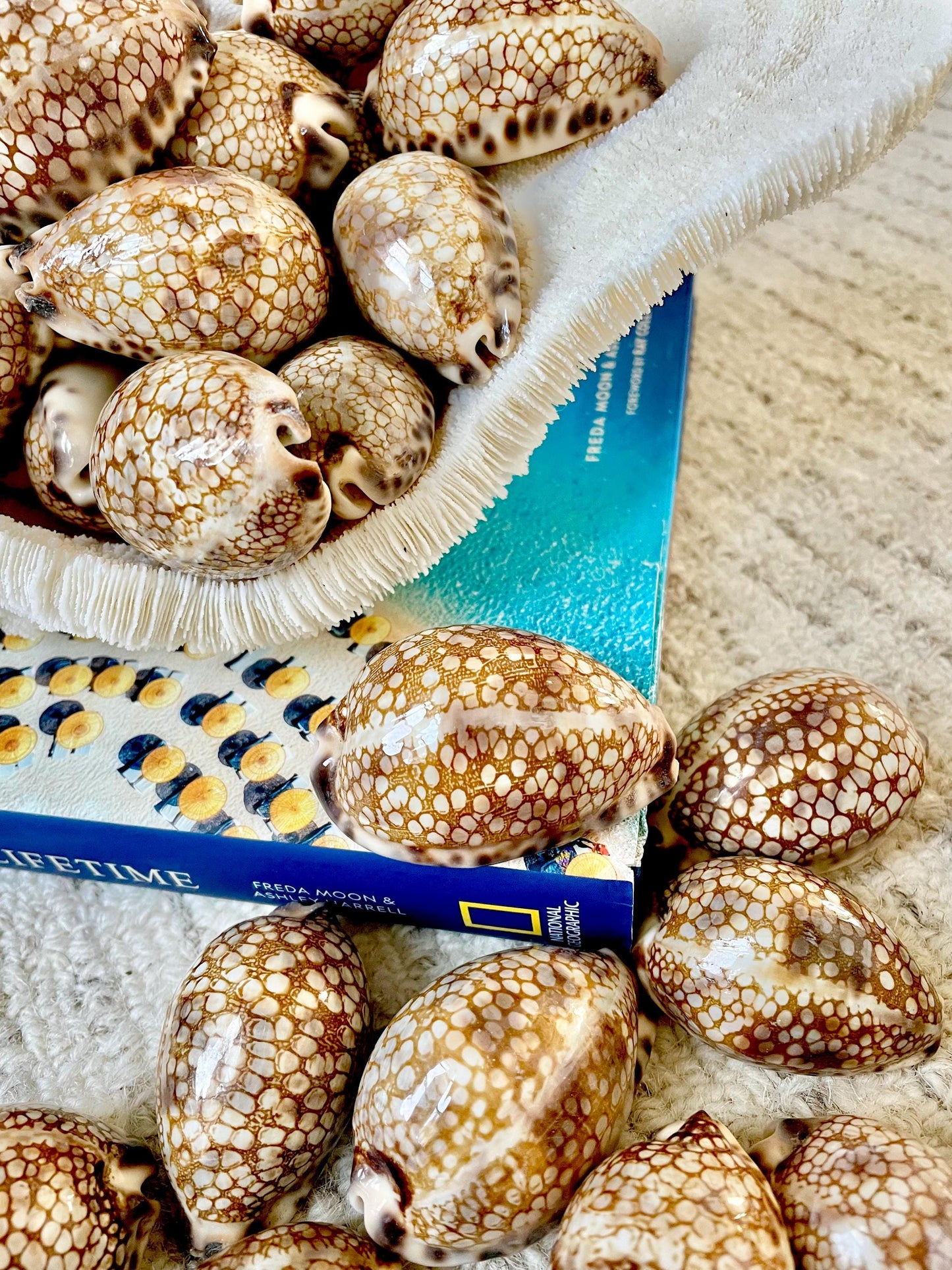 HARLEQUIN COWRIE SHELLS 2-3" Natural Mosaic Pattern Brown Display Seashell Cowry Cypraea histrio westralis