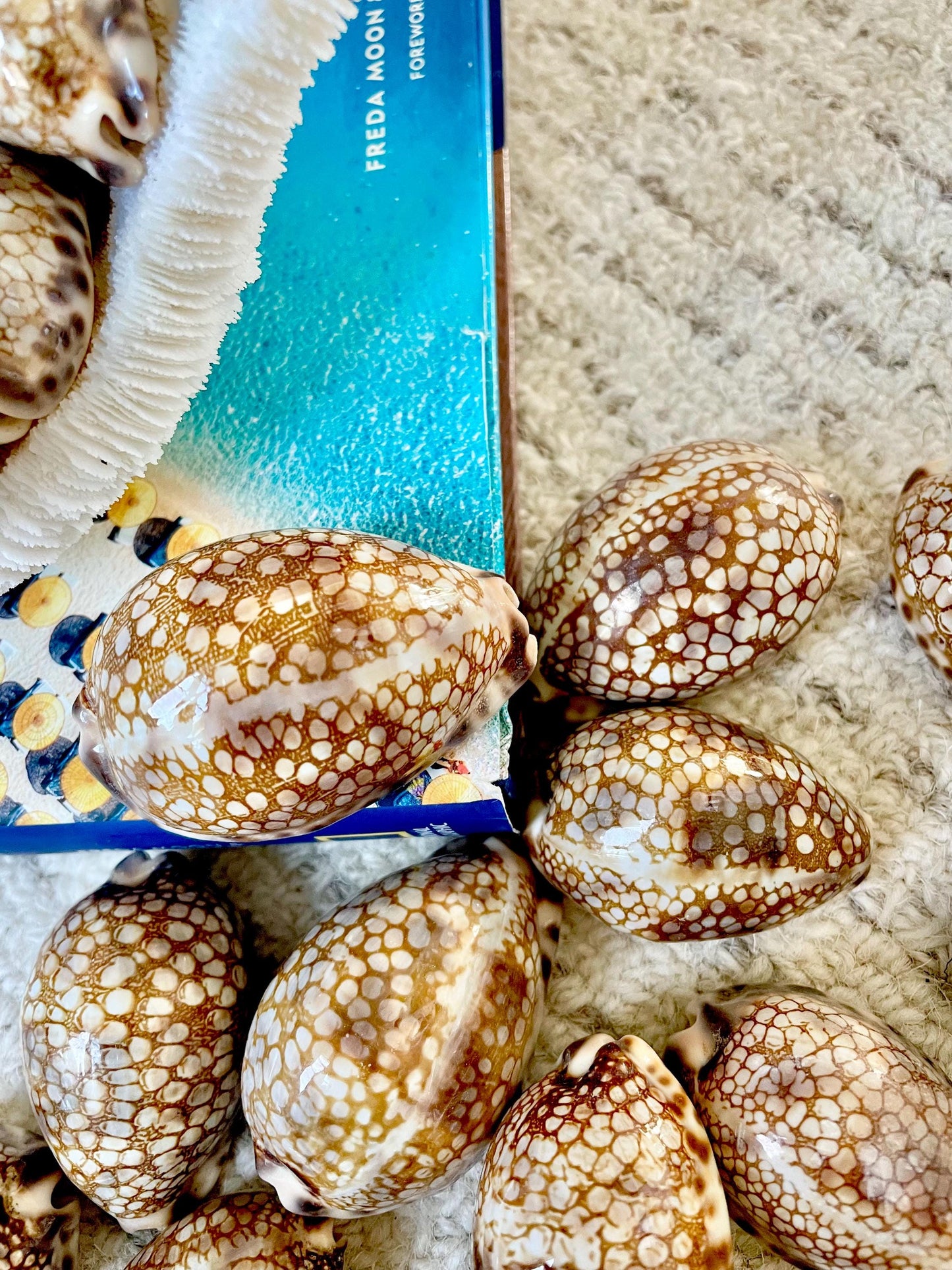 HARLEQUIN COWRIE SHELLS 2-3" Natural Mosaic Pattern Brown Display Seashell Cowry Cypraea histrio westralis