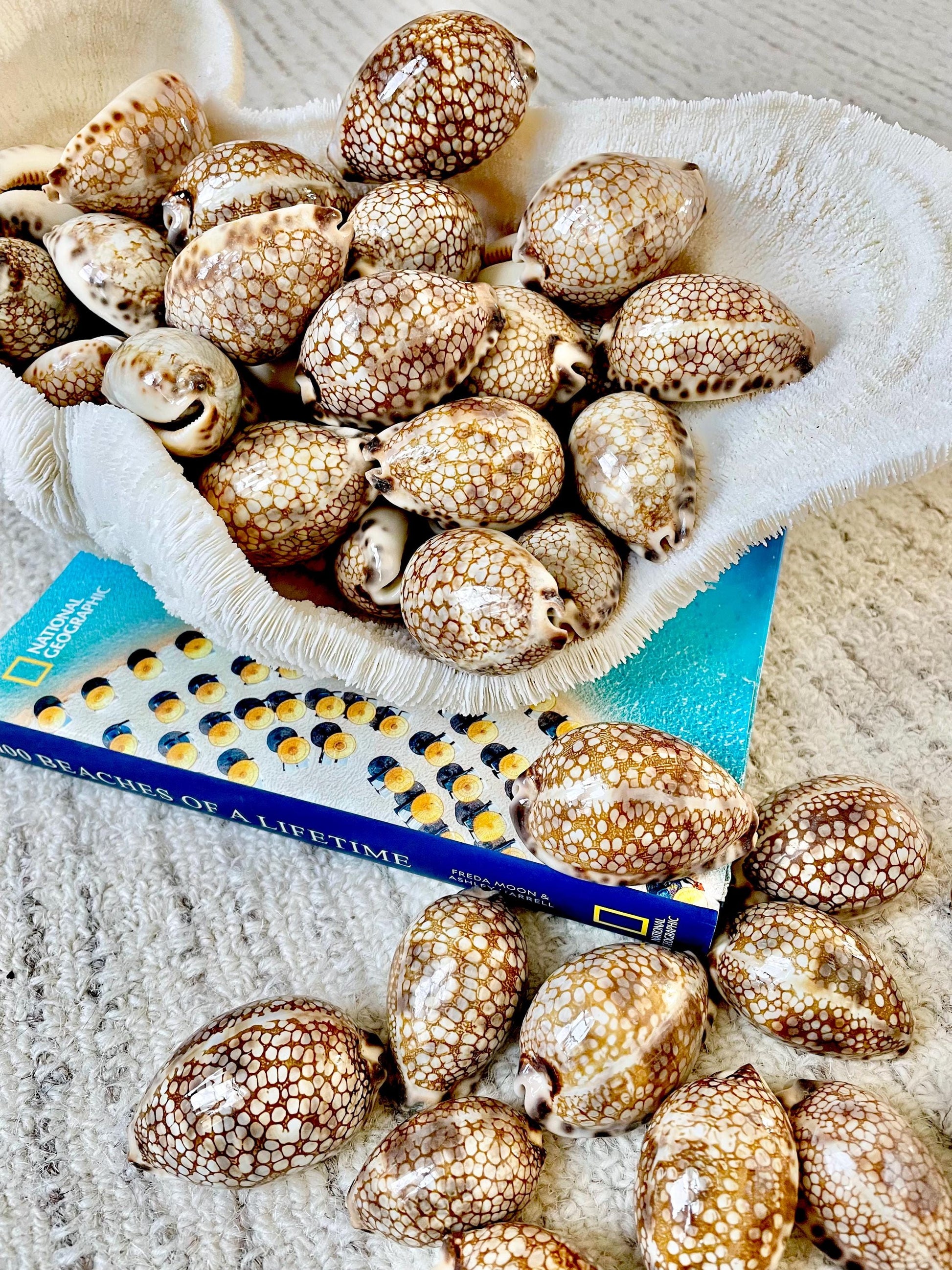 HARLEQUIN COWRIE SHELLS 2-3" Natural Mosaic Pattern Brown Display Seashell Cowry Cypraea histrio westralis