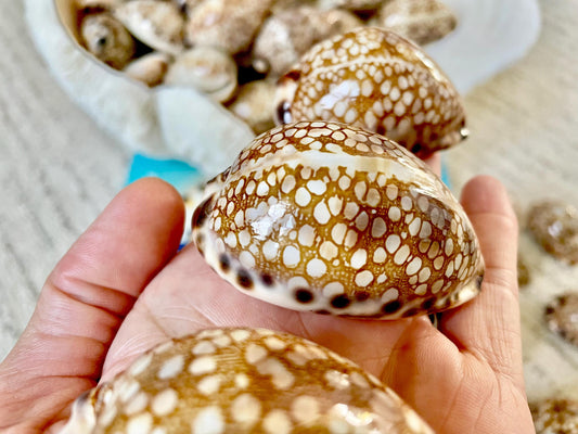 HARLEQUIN COWRIE SHELLS 2-3" Natural Mosaic Pattern Brown Display Seashell Cowry Cypraea histrio westralis