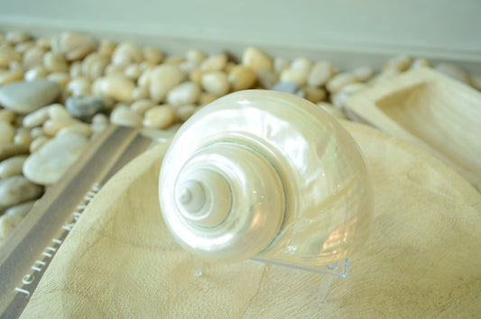 May include: A large, white seashell with a pearlescent finish. The shell is spiraled and has a smooth, glossy surface. The shell is displayed on a wooden surface.