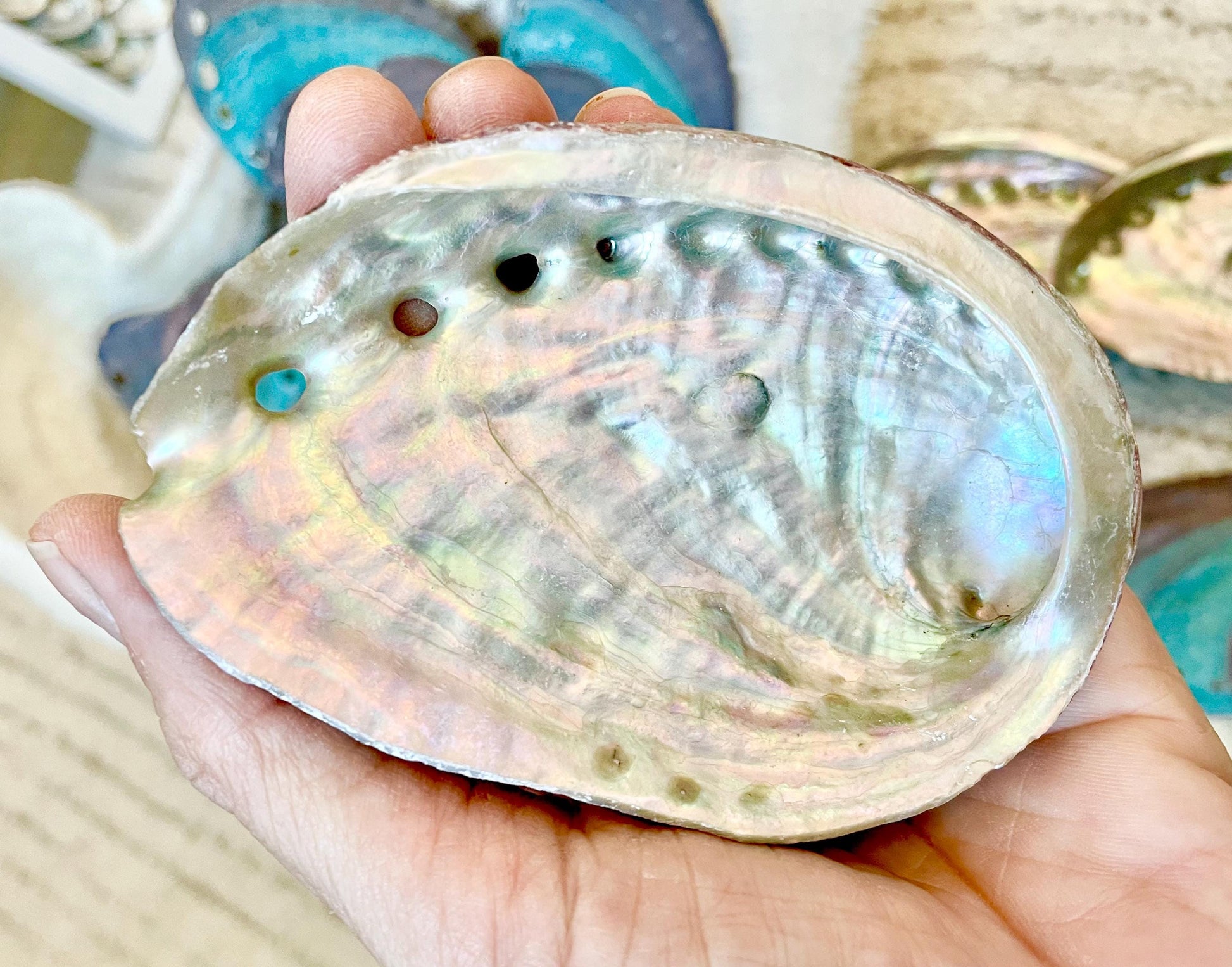 TURQUOISE BLUE RAW Abalone Shells *3.5-4"* Natural Color Iridescent Silver Mermaid Seashell Coastal Décor Gift Sage Dish Striped Shiny