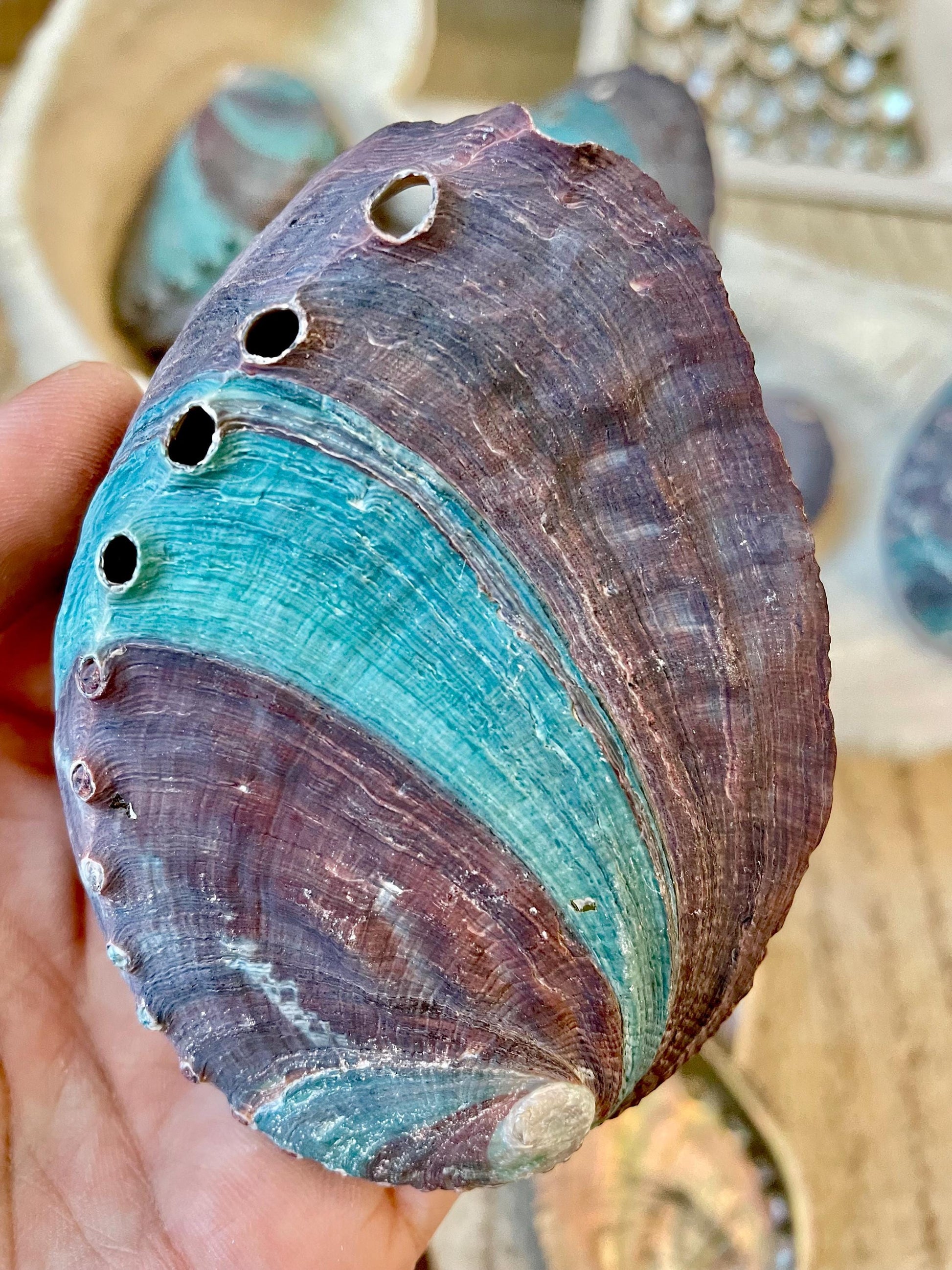 TURQUOISE BLUE RAW Abalone Shells *3.5-4"* Natural Color Iridescent Silver Mermaid Seashell Coastal Décor Gift Sage Dish Striped Shiny
