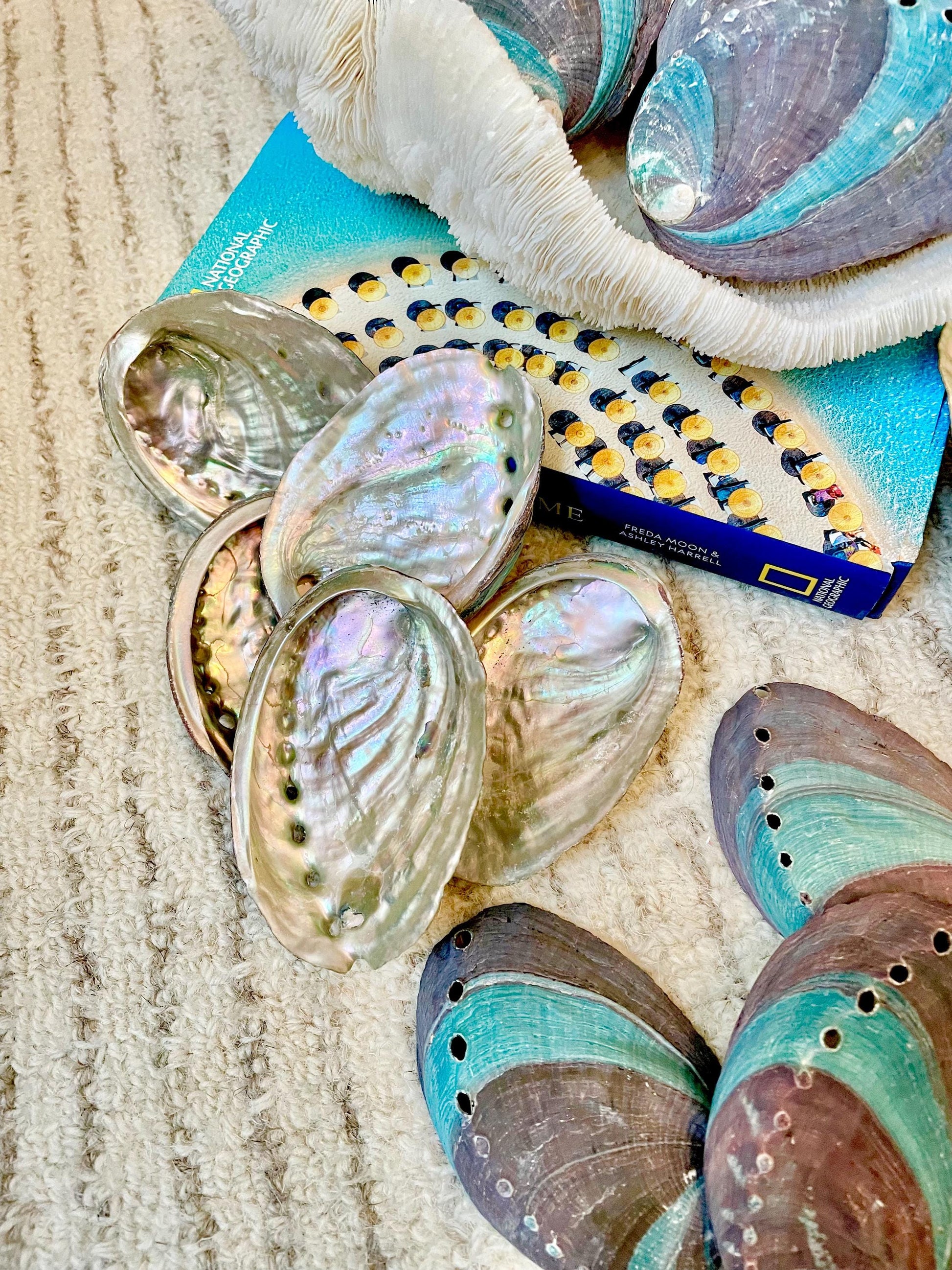 TURQUOISE BLUE RAW Abalone Shells *3.5-4"* Natural Color Iridescent Silver Mermaid Seashell Coastal Décor Gift Sage Dish Striped Shiny