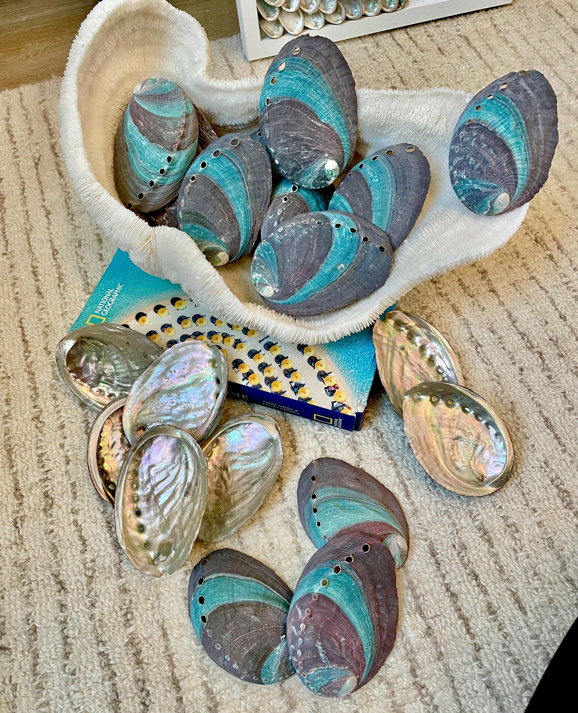 TURQUOISE BLUE RAW Abalone Shells *3.5-4"* Natural Color Iridescent Silver Mermaid Seashell Coastal Décor Gift Sage Dish Striped Shiny