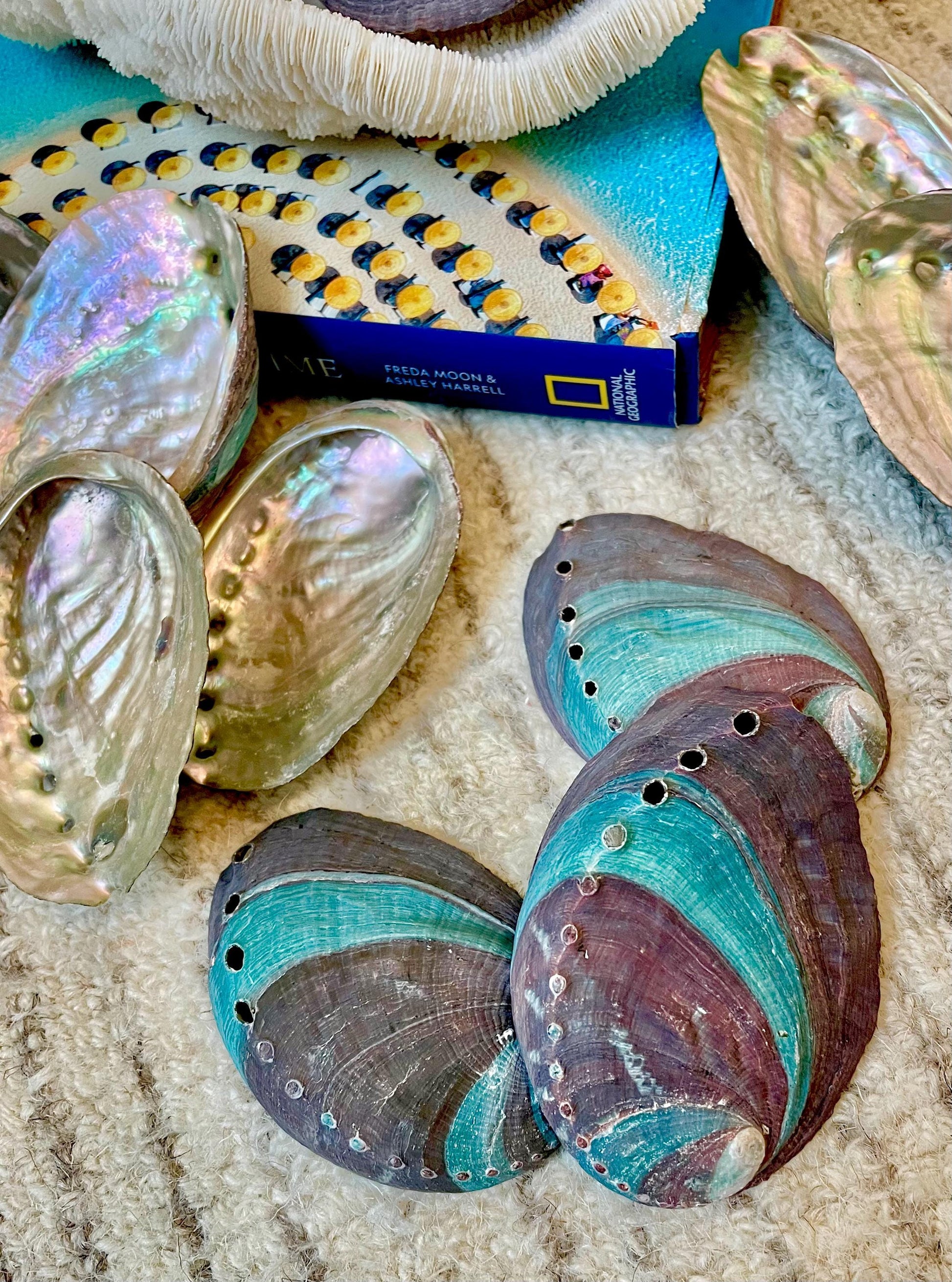 TURQUOISE BLUE RAW Abalone Shells *3.5-4"* Natural Color Iridescent Silver Mermaid Seashell Coastal Décor Gift Sage Dish Striped Shiny