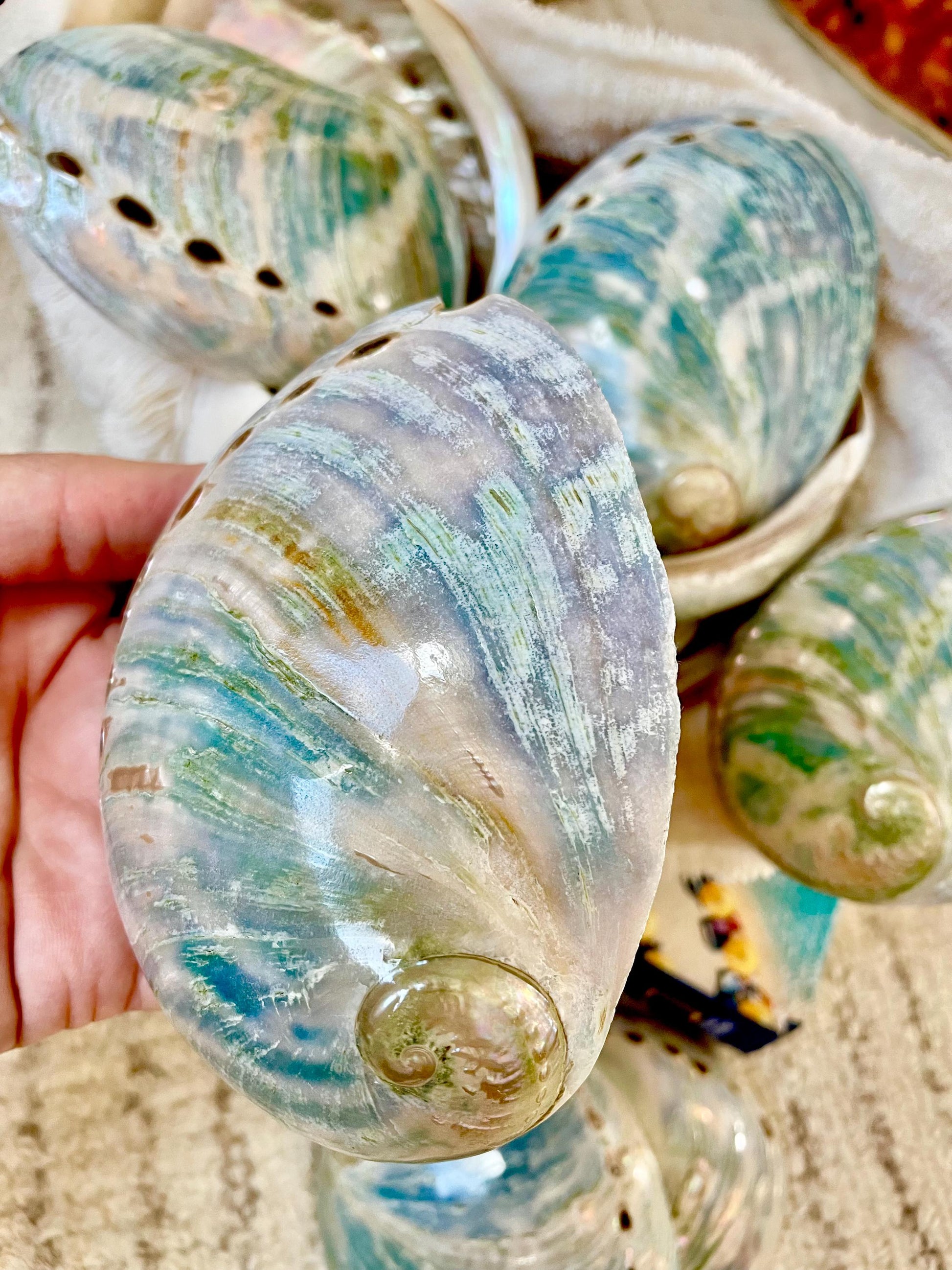 BLUE GREEN BUFFED High Shine Abalone Shells *All Sizes* Natural Iridescent Silver Mermaid Seashell Coastal Décor Gift Sage Dish