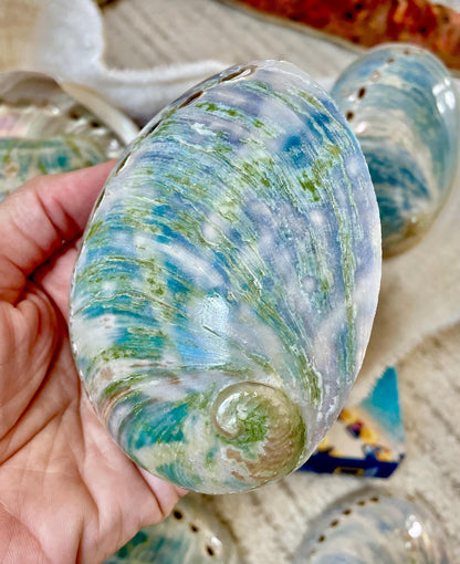BLUE GREEN BUFFED High Shine Abalone Shells *All Sizes* Natural Iridescent Silver Mermaid Seashell Coastal Décor Gift Sage Dish