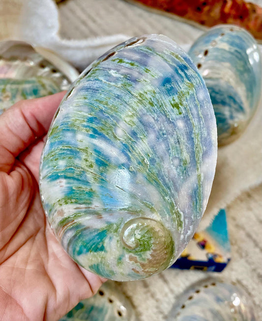 BLUE GREEN BUFFED High Shine Abalone Shells *All Sizes* Natural Iridescent Silver Mermaid Seashell Coastal Décor Gift Sage Dish