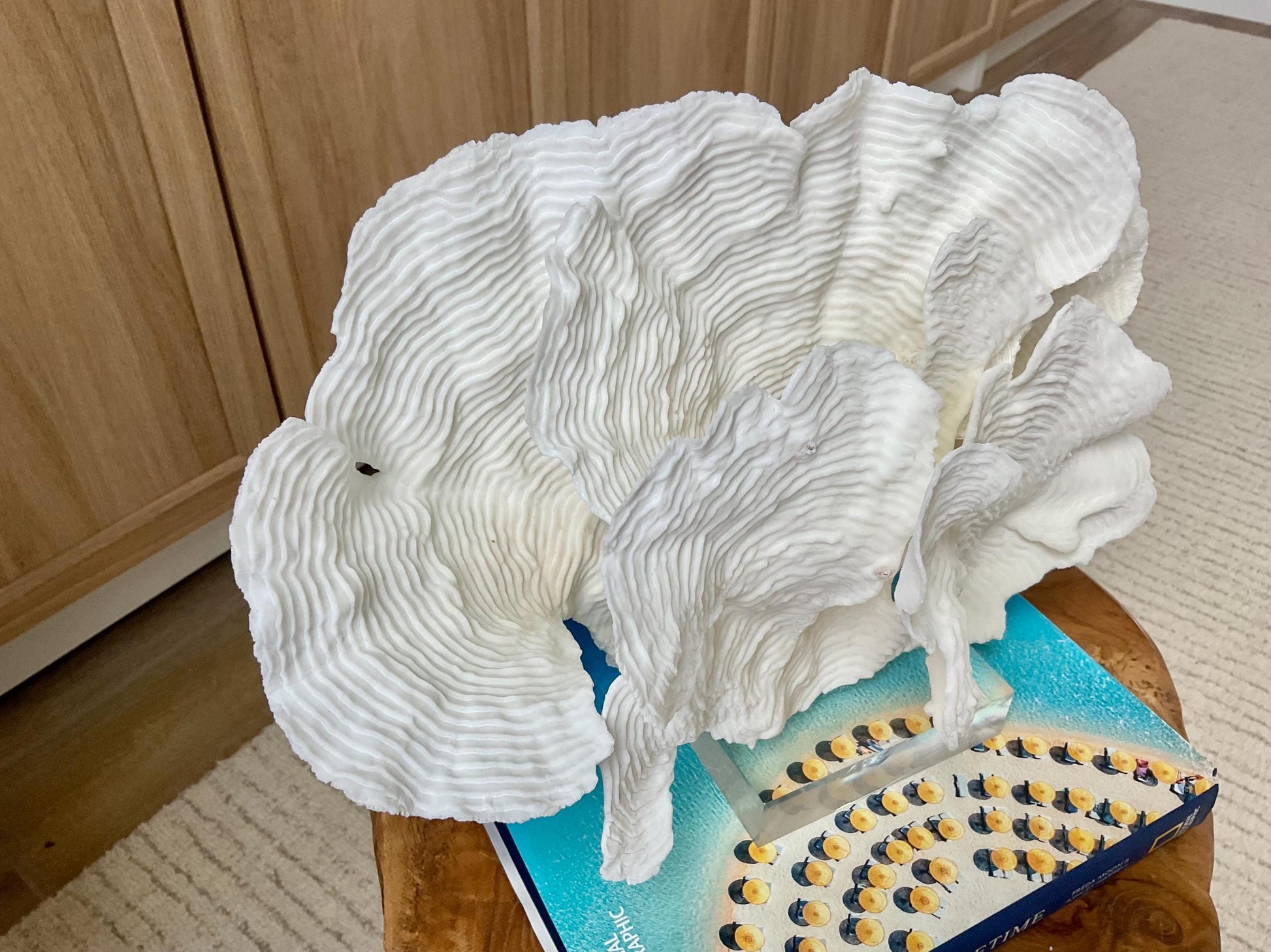 Mounted 12" Natural CUP RUGOSA CORAL Fossil Lucite Display Specimen Sculpture Ocean Art Decorative Coastal Beach Home Décor Wedding Gift