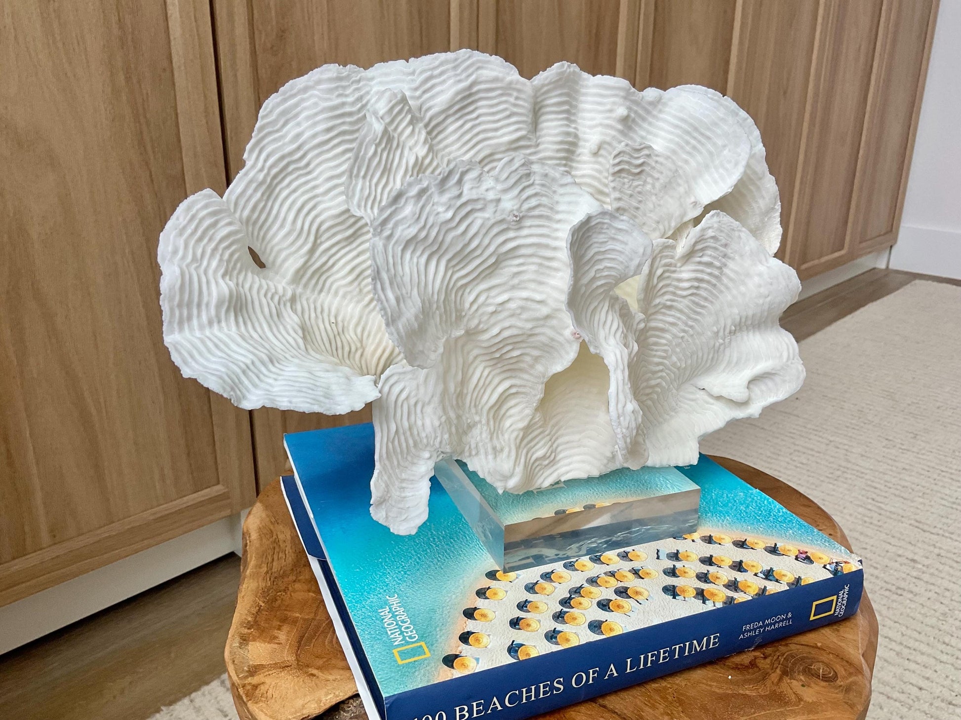 Mounted 12" Natural CUP RUGOSA CORAL Fossil Lucite Display Specimen Sculpture Ocean Art Decorative Coastal Beach Home Décor Wedding Gift