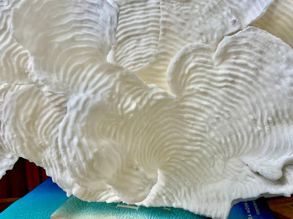 Mounted 12" Natural CUP RUGOSA CORAL Fossil Lucite Display Specimen Sculpture Ocean Art Decorative Coastal Beach Home Décor Wedding Gift