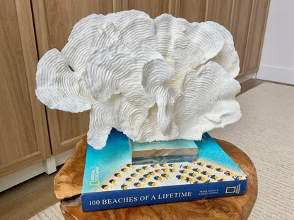 Mounted 12" Natural CUP RUGOSA CORAL Fossil Lucite Display Specimen Sculpture Ocean Art Decorative Coastal Beach Home Décor Wedding Gift