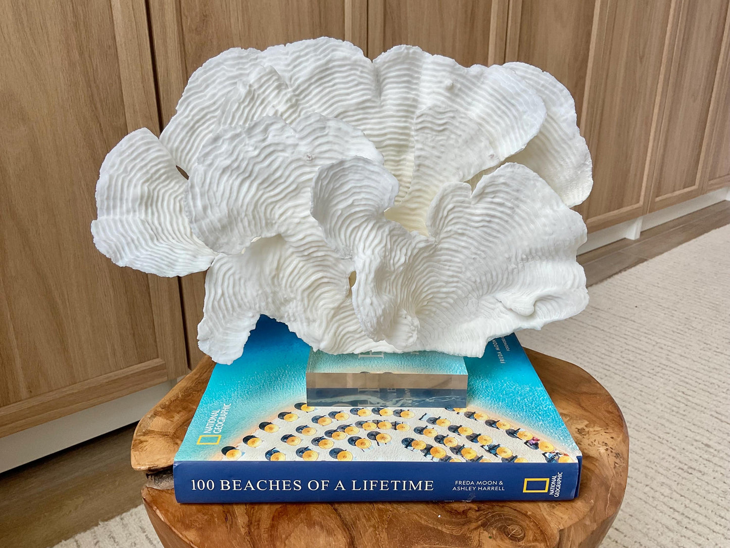 Mounted 12" Natural CUP RUGOSA CORAL Fossil Lucite Display Specimen Sculpture Ocean Art Decorative Coastal Beach Home Décor Wedding Gift