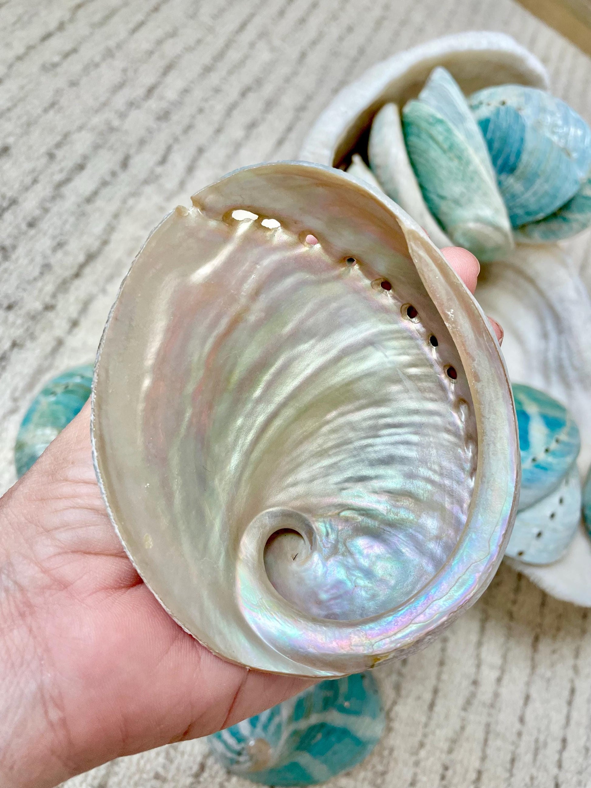 BLUE GREEN POLISHED Glossy Abalone Shells *4-4.5"* Silver Seashell Coastal Décor Sage Dish