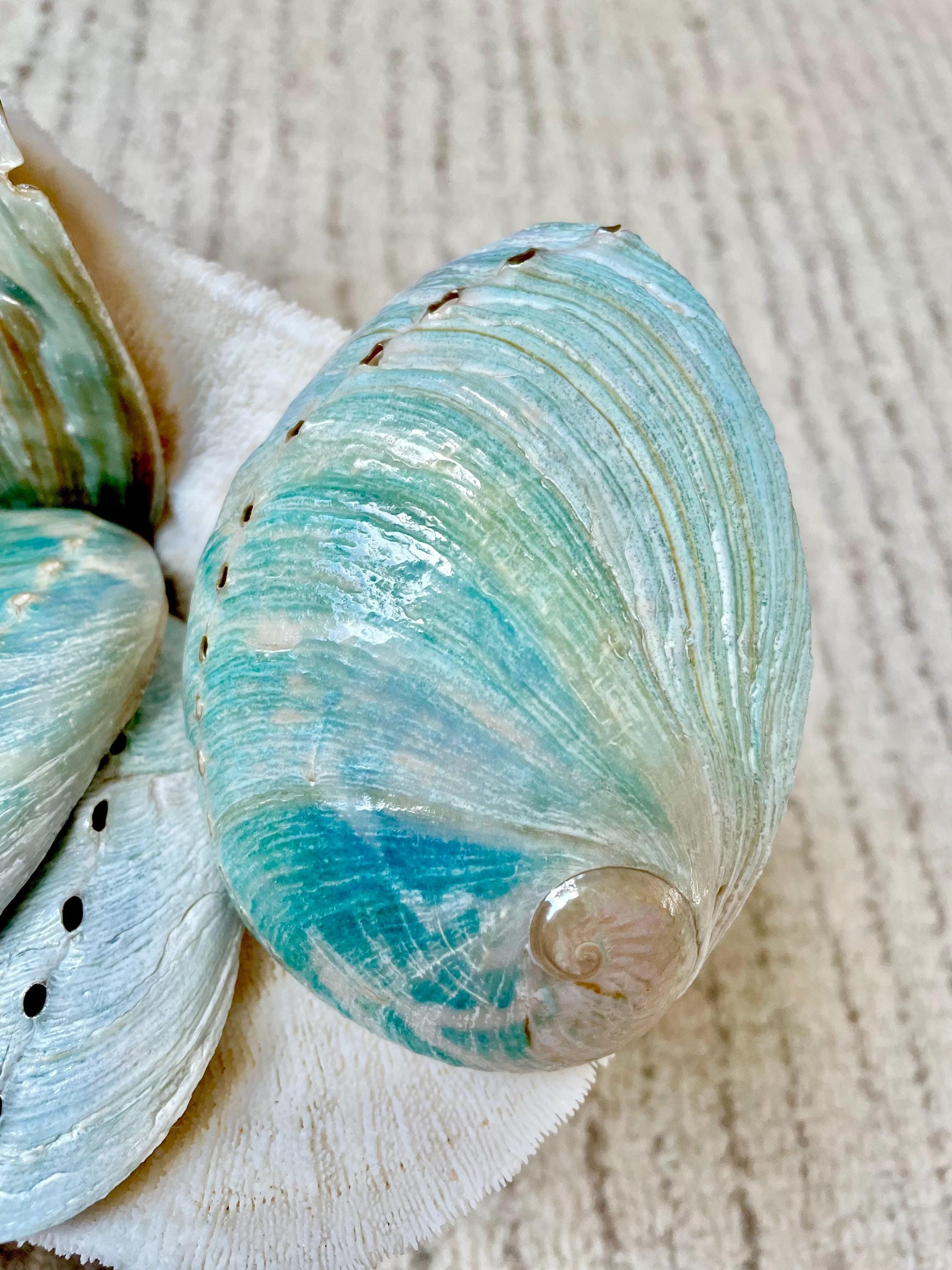 BLUE GREEN POLISHED High Shine Abalone Shells *All Sizes* Natural Iridescent Silver Mermaid Seashell Coastal Décor Gift Sage Dish