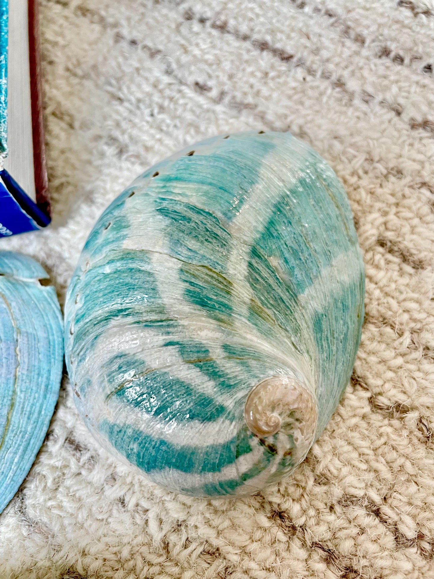 BLUE GREEN POLISHED Glossy Abalone Shells *4-4.5"* Silver Seashell Coastal Décor Sage Dish