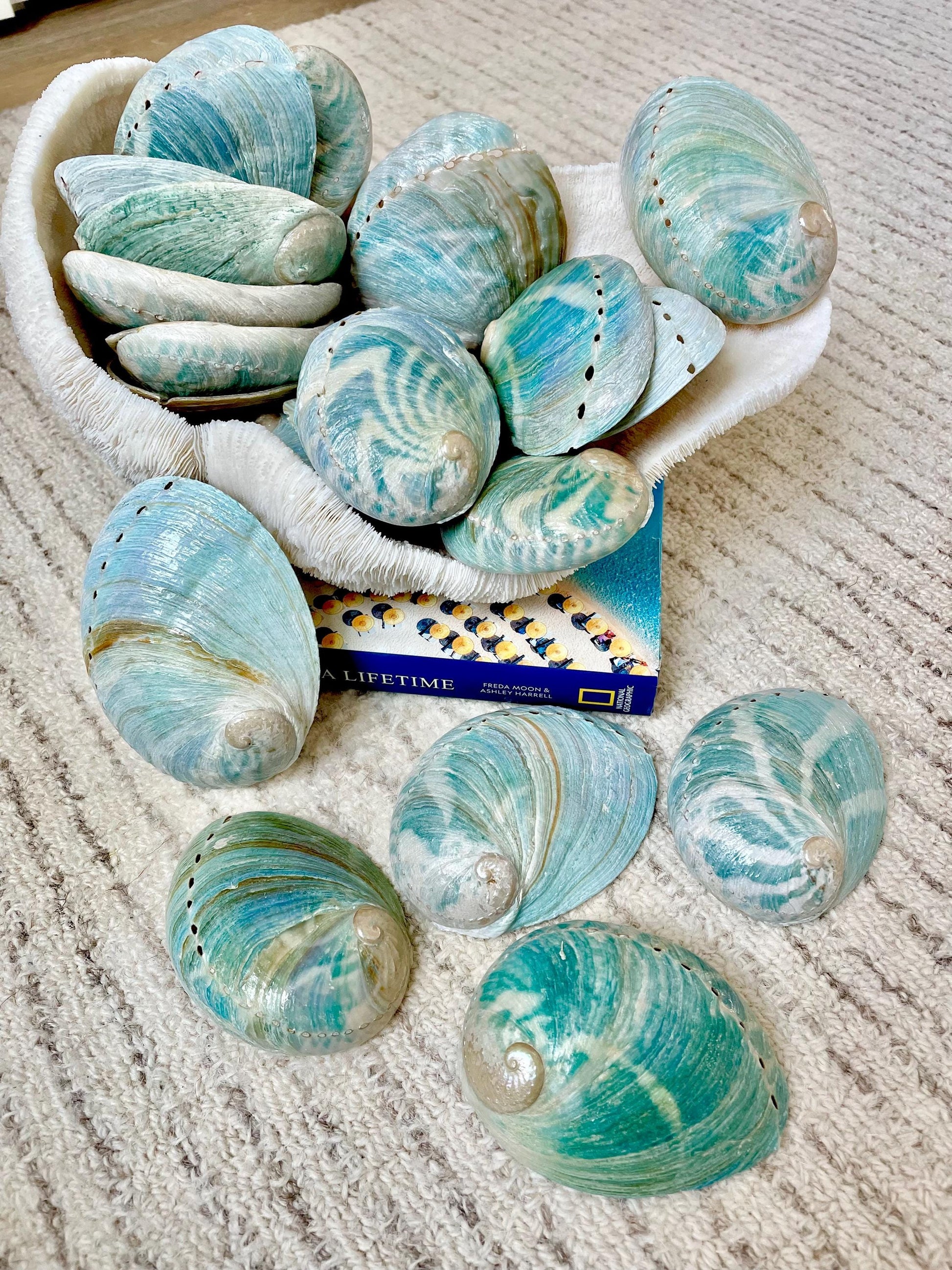 BLUE GREEN POLISHED High Shine Abalone Shells *All Sizes* Natural Iridescent Silver Mermaid Seashell Coastal Décor Gift Sage Dish