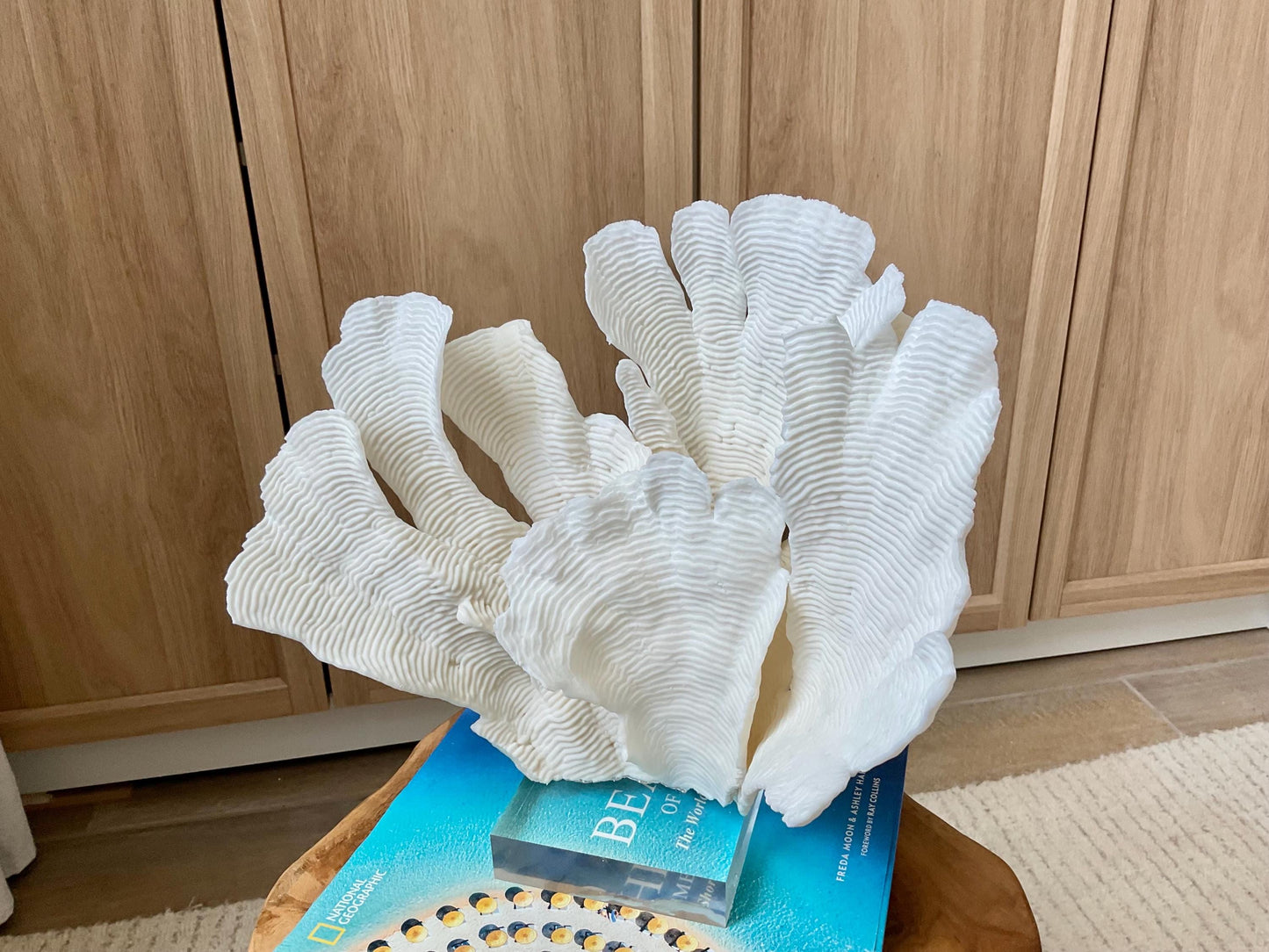 Mounted 12" Natural CUP RUGOSA CORAL Fossil Lucite Display Specimen Sculpture Ocean Art Decorative Coastal Beach Home Décor Wedding Gift