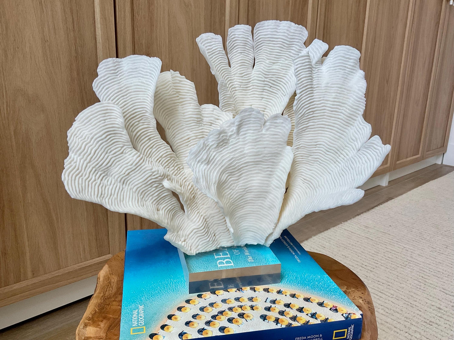 Mounted 12" Natural CUP RUGOSA CORAL Fossil Lucite Display Specimen Sculpture Ocean Art Decorative Coastal Beach Home Décor Wedding Gift