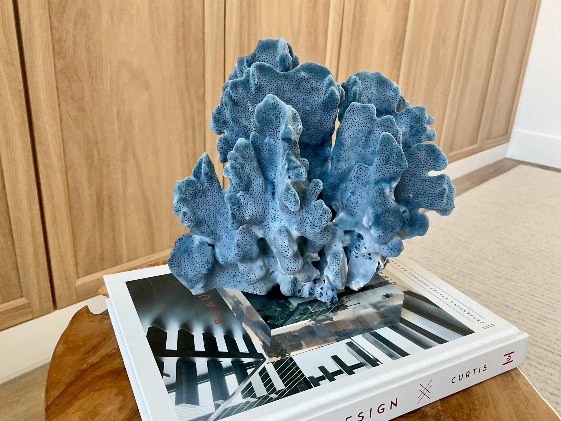 Genuine 100% Natural 8.5” Wide BLUE RIDGE CORAL Acrylic Mounted Ocean Reef Coastal Beach Décor Nautical Gift Real Ocean Treasure