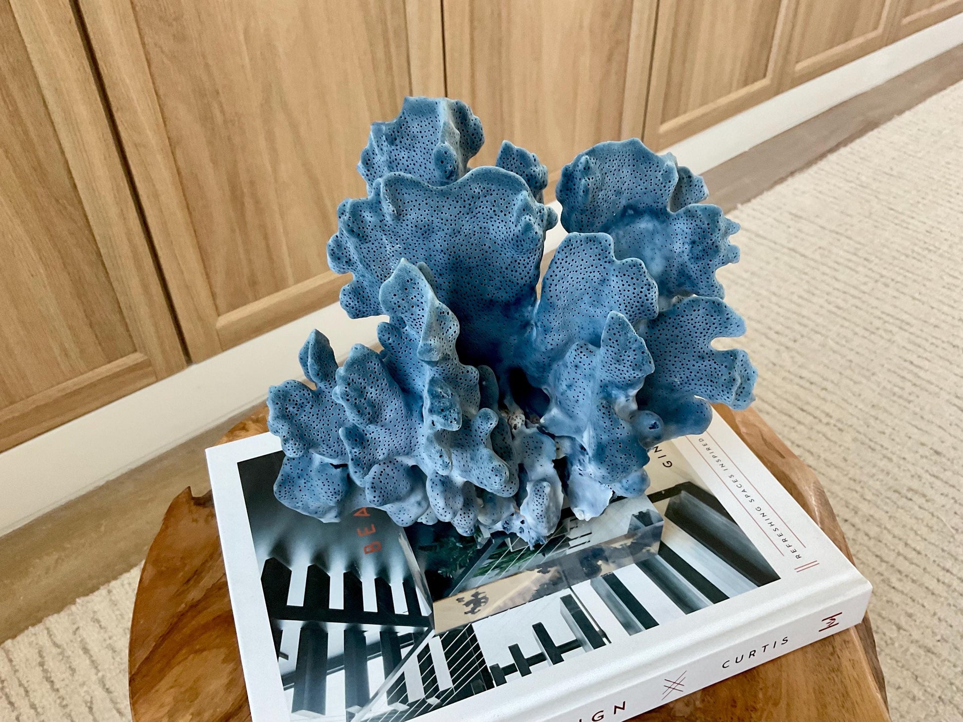 Genuine 100% Natural 8.5” Wide BLUE RIDGE CORAL Acrylic Mounted Ocean Reef Coastal Beach Décor Nautical Gift Real Ocean Treasure