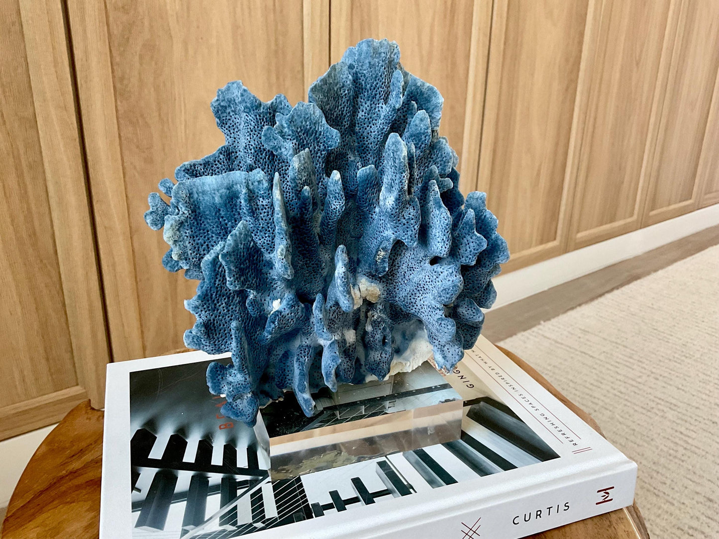 Genuine 100% Natural 8” Tall BLUE RIDGE CORAL Acrylic Mounted Ocean Reef Coastal Beach Décor Nautical Gift Real Ocean Treasure