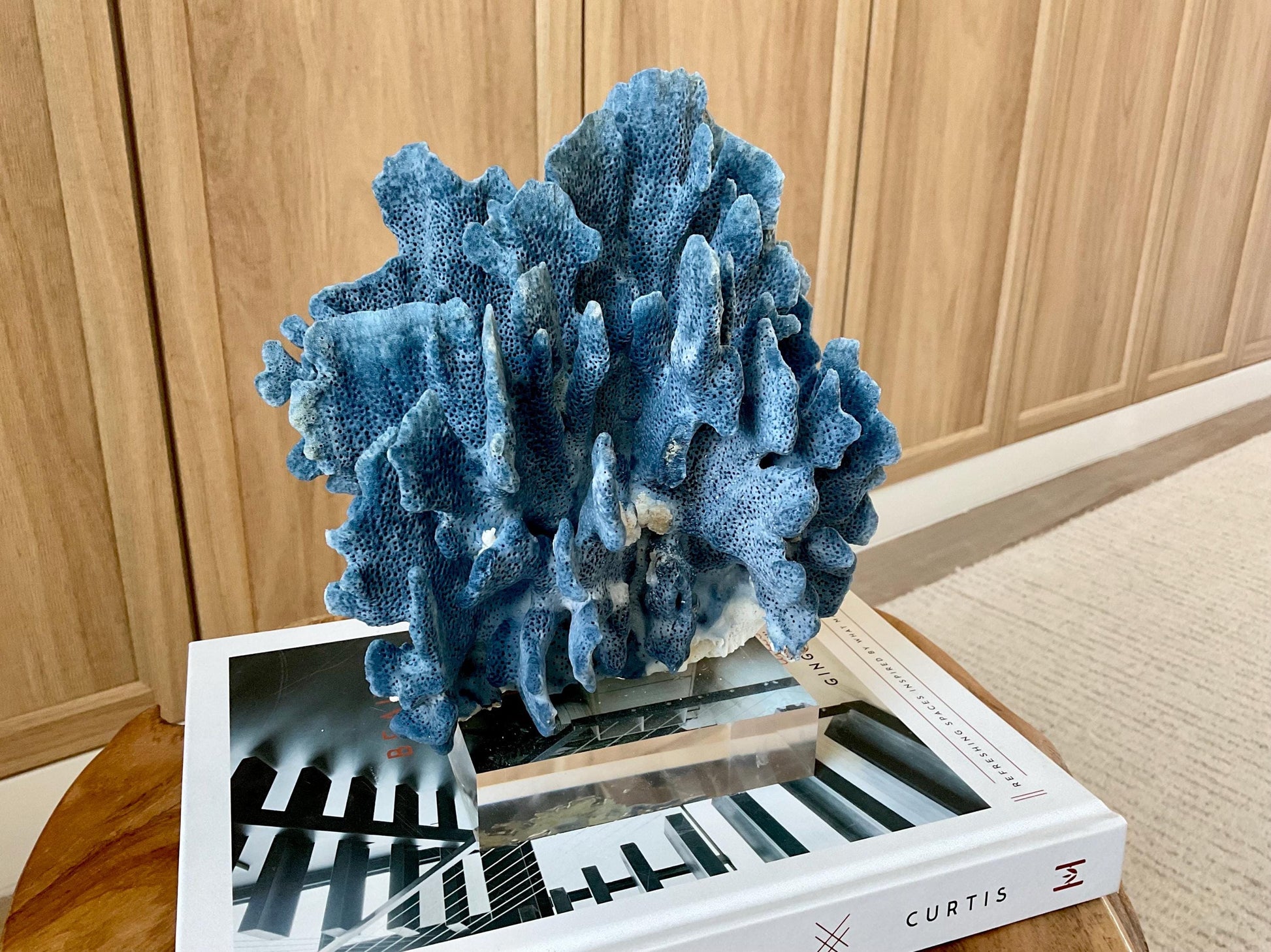 Genuine 100% Natural 8” Tall BLUE RIDGE CORAL Acrylic Mounted Ocean Reef Coastal Beach Décor Nautical Gift Real Ocean Treasure