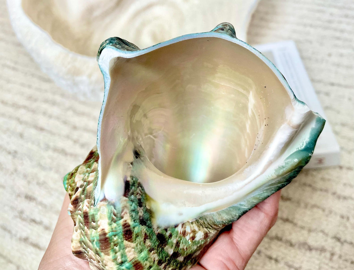 GREEN MARMAORATUS TURBAN Shells 4-8" Hermit Crabs Display Seashell Coastal Décor