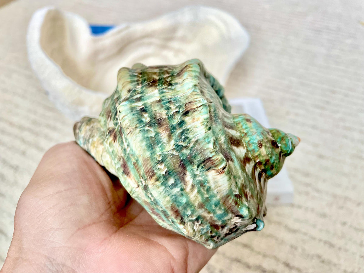 GREEN MARMAORATUS TURBAN Shells 4-7" Hermit Crabs Display Giant Turbo Seashell