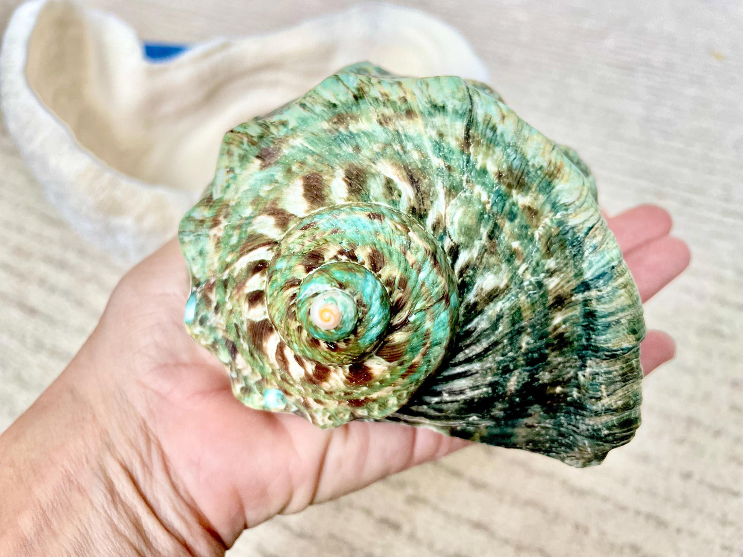 GREEN MARMAORATUS TURBAN Shells 4-7" Hermit Crabs Display Seashell Coastal Décor