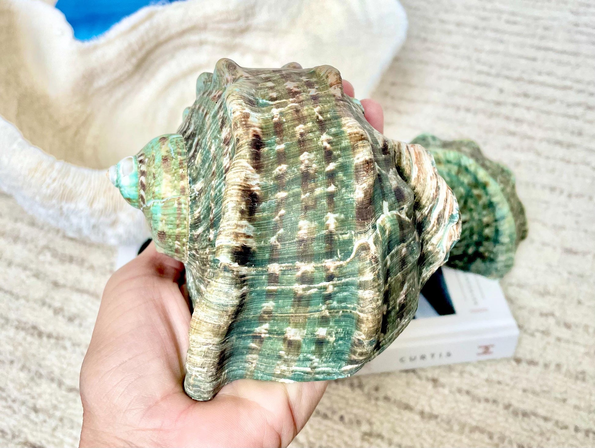 GREEN MARMAORATUS TURBAN Shells 4-8" Hermit Crabs Display Seashell Coastal Décor