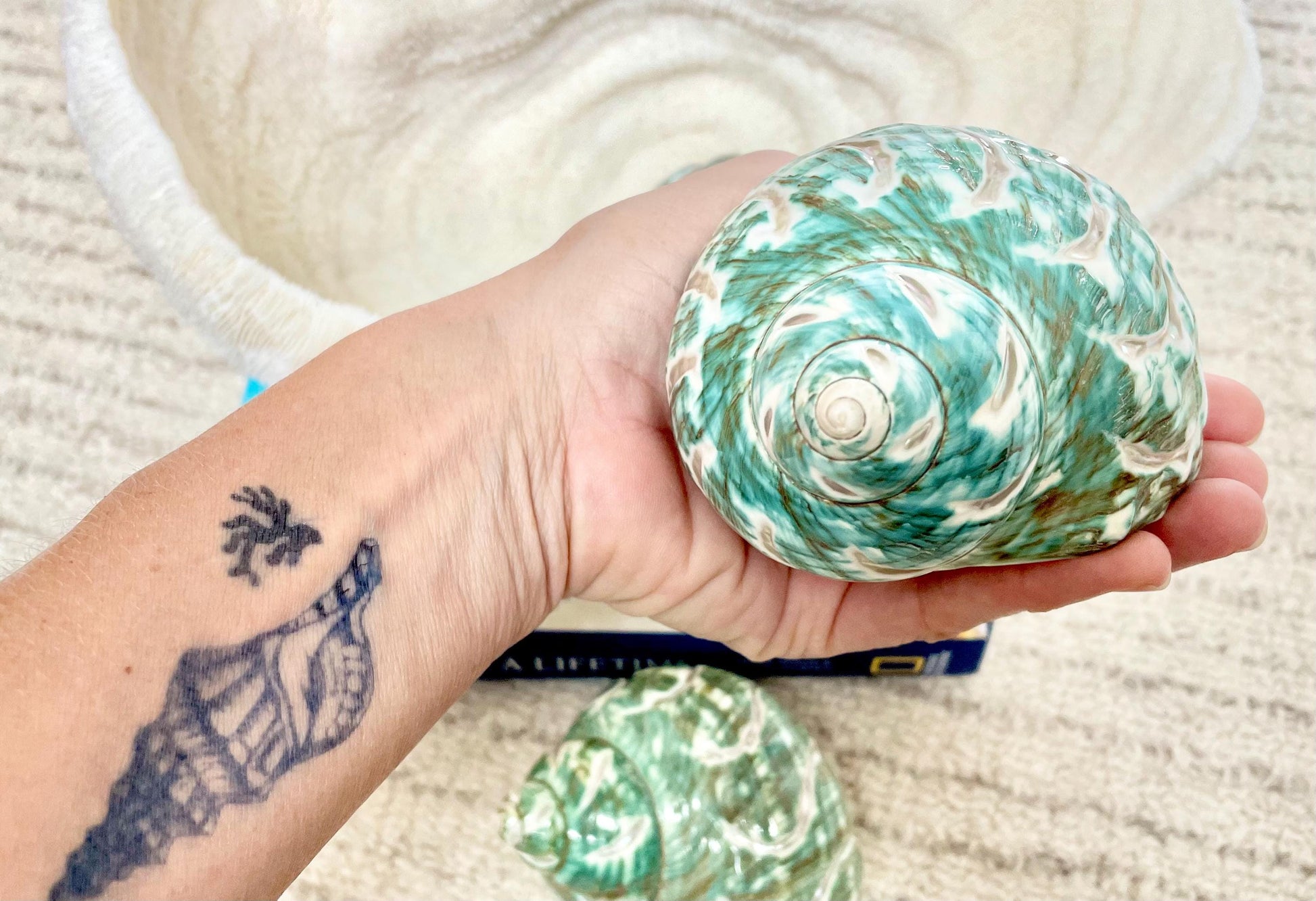 CARVED JADE TURBO Shells *All Sizes* Green Hermit Crab Seashell Coastal Décor