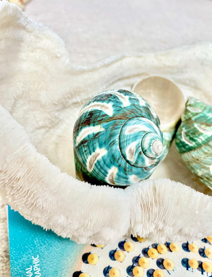 CARVED JADE TURBO Shells 4-4.5 Natural Green Hermit Crab Seashell Coastal Décor