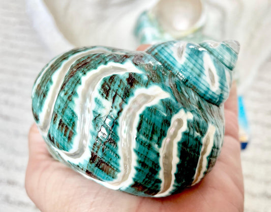 CARVED JADE TURBO Shells 4-4.5 Natural Green Hermit Crab Seashell Coastal Décor