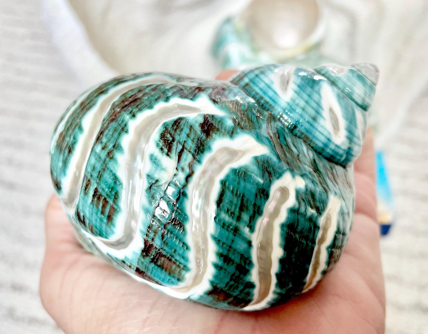 CARVED JADE TURBO Shells *All Sizes* Natural Green Hermit Crab Seashell Coastal Décor