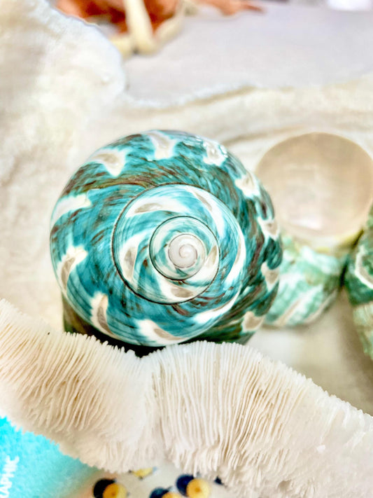 CARVED JADE TURBO Shells *All Sizes* Green Hermit Crab Seashell Coastal Décor