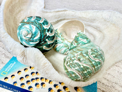 CARVED JADE TURBO Shells 4-4.5 Natural Green Hermit Crab Seashell Coastal Décor