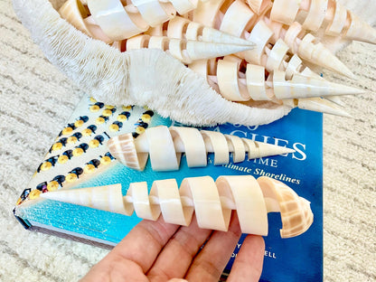 SPIRAL MARLIN SPIKE Auger Shell 6-7" Natural White Brown Display Seashell Coastal Décor