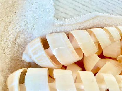 SPIRAL MARLIN SPIKE Auger Shell *6-7"* Natural White Brown Display Seashell Coastal Décor