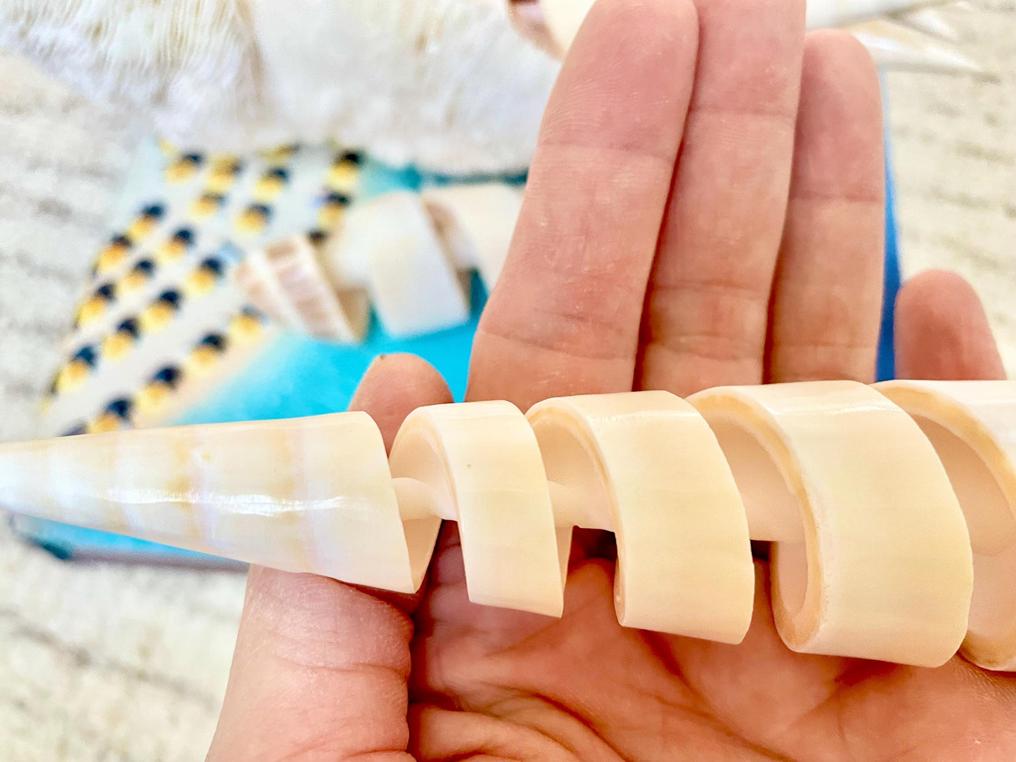 SPIRAL MARLIN SPIKE Auger Shell 6-7" Natural White Brown Display Seashell Coastal Décor