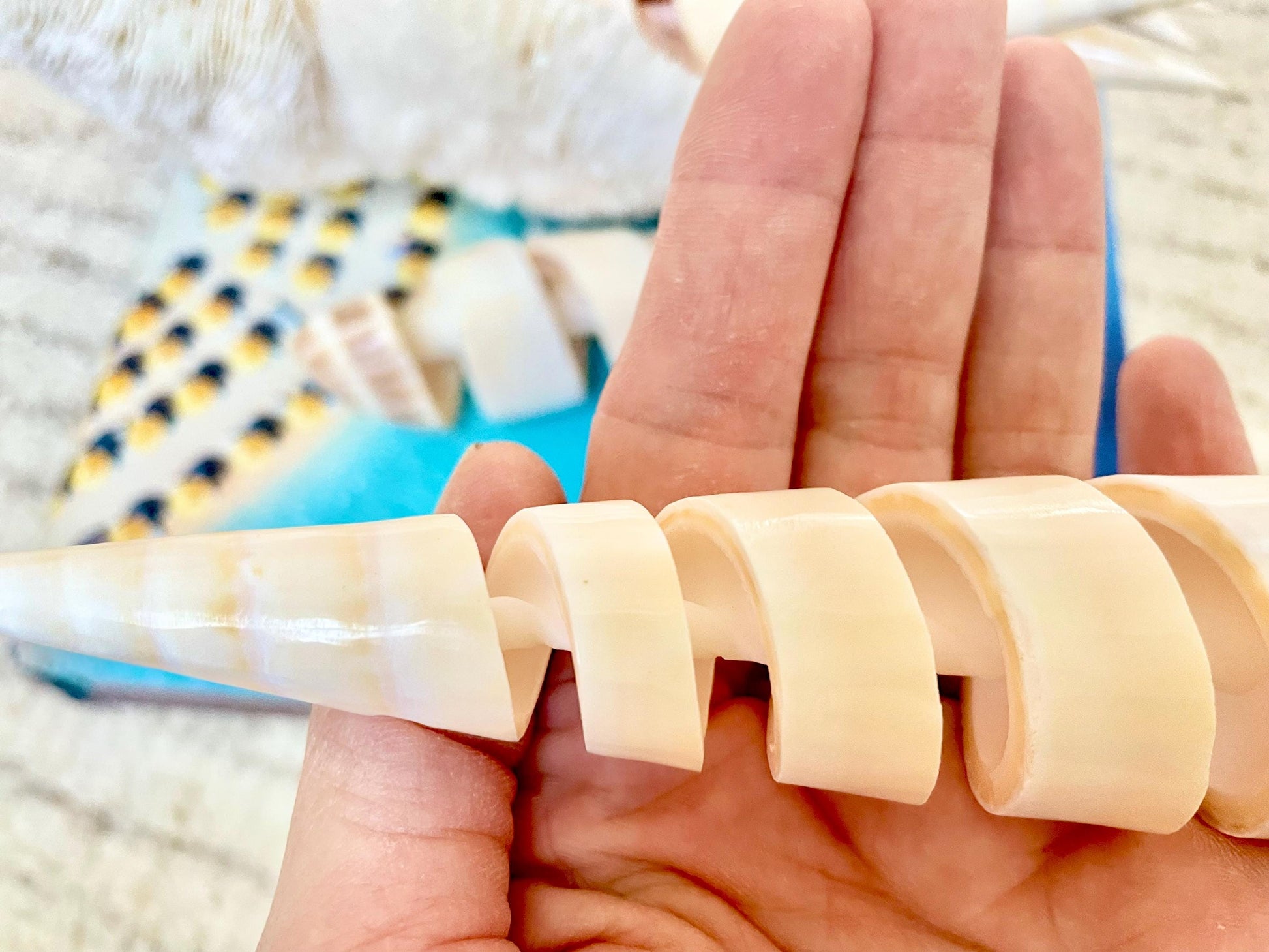 SPIRAL MARLIN SPIKE Auger Shell 6-7" Natural White Brown Display Seashell Coastal Décor