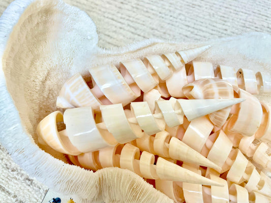 SPIRAL MARLIN SPIKE Auger Shell *6-7"* Natural White Brown Display Seashell Coastal Décor