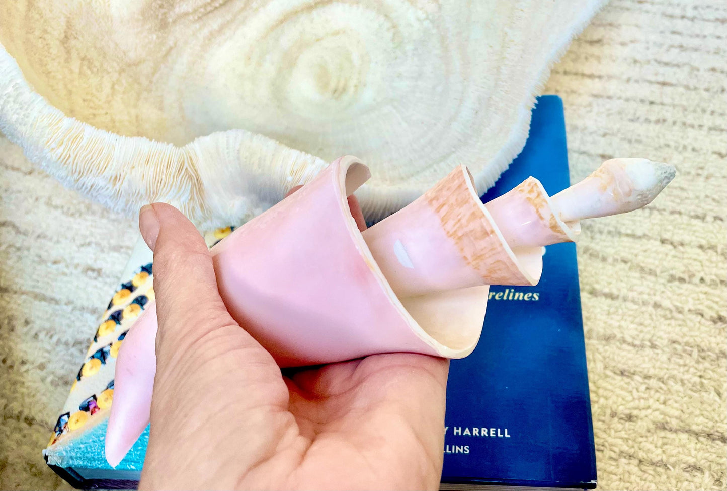 PINK SPIRAL CONCH Shell Center Cut 8-9" Natural Polished Display Seashell Coastal Home Décor