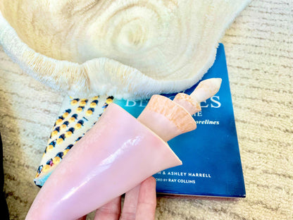 PINK SPIRAL CONCH Shell Center Cut 8-9" Natural Polished Display Seashell Coastal Home Décor