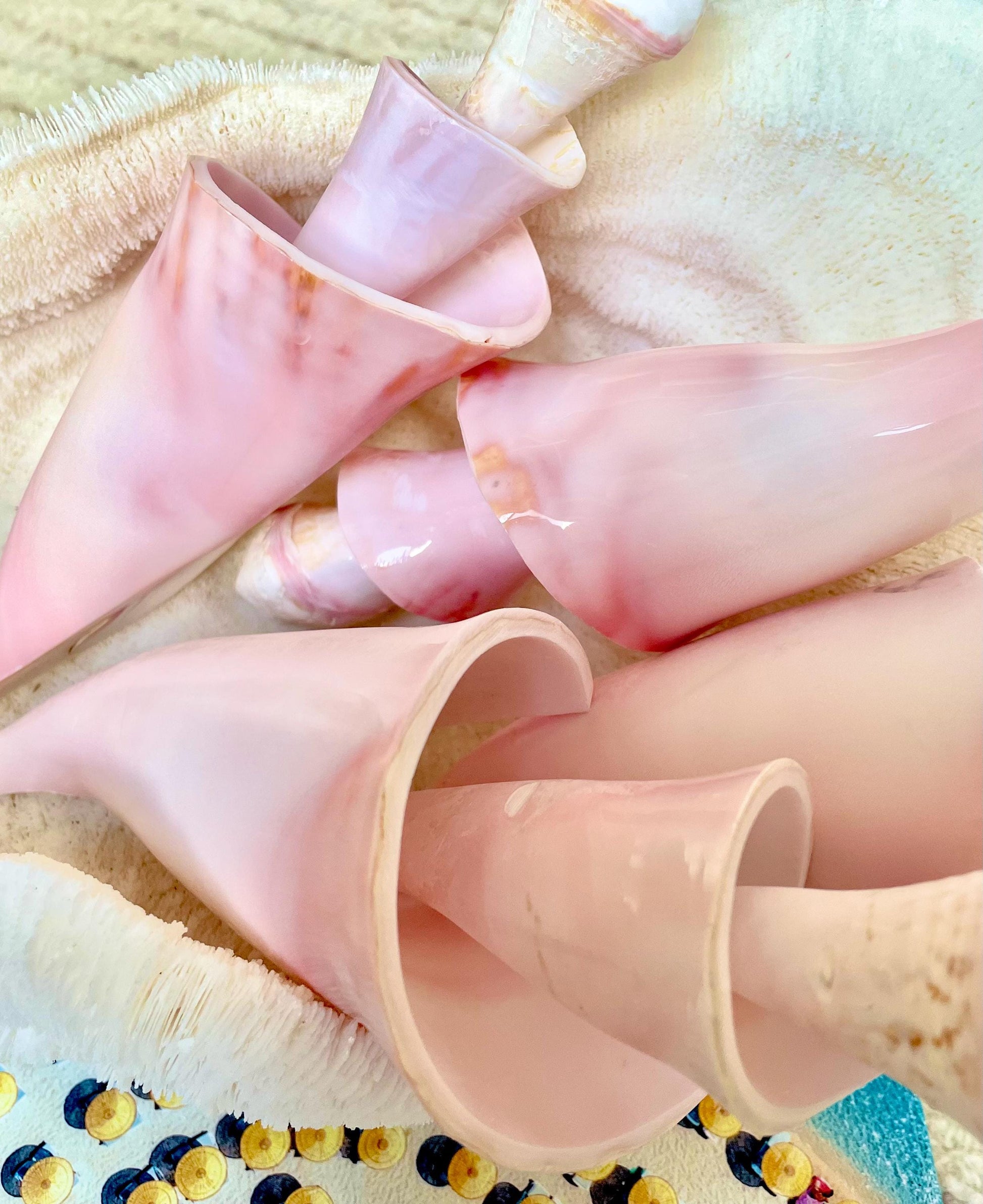 PINK SPIRAL CONCH Shell Center Cut 8-9" Natural Polished Display Seashell Coastal Home Décor